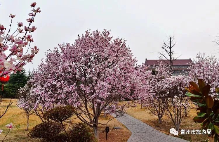 “东风洒雨露，繁花漫古城”究竟是怎样的一种美？来青州吧，答案就在这里