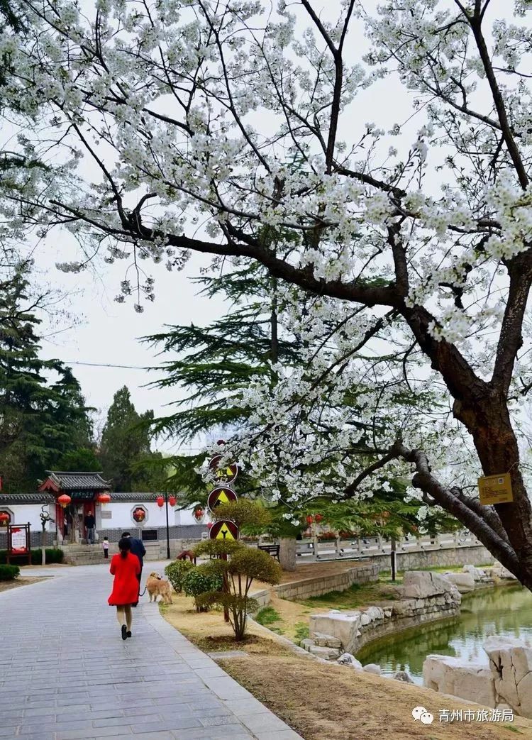 “东风洒雨露，繁花漫古城”究竟是怎样的一种美？来青州吧，答案就在这里