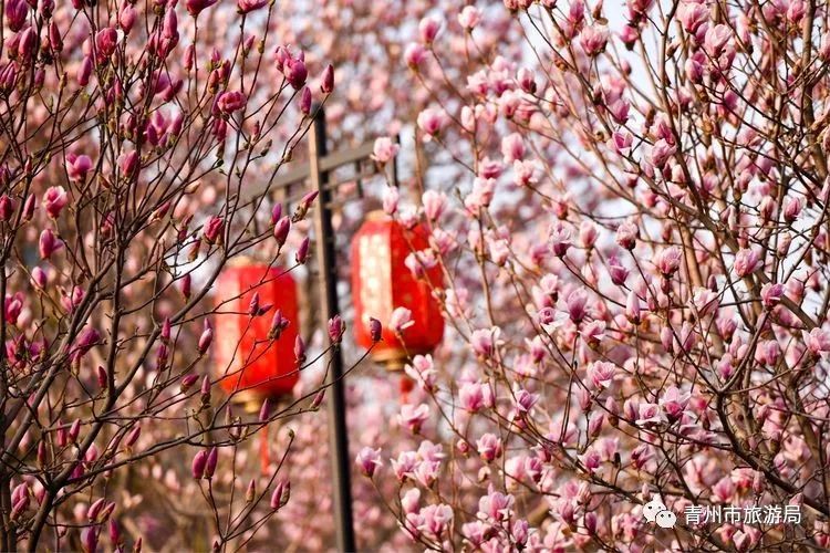 “东风洒雨露，繁花漫古城”究竟是怎样的一种美？来青州吧，答案就在这里