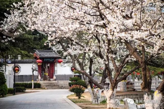 “东风洒雨露，繁花漫古城”究竟是怎样的一种美？来青州吧，答案就在这里