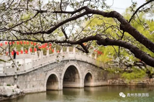 “东风洒雨露，繁花漫古城”究竟是怎样的一种美？来青州吧，答案就在这里