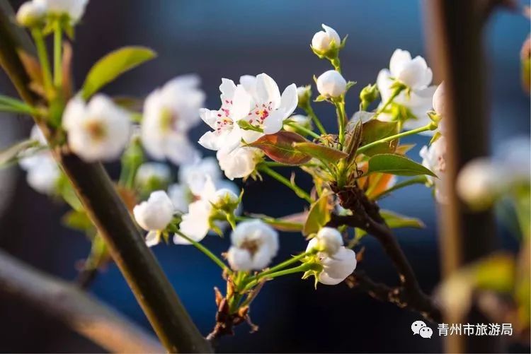 “东风洒雨露，繁花漫古城”究竟是怎样的一种美？来青州吧，答案就在这里