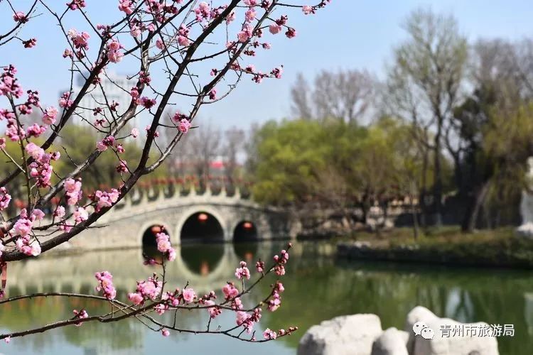 “东风洒雨露，繁花漫古城”究竟是怎样的一种美？来青州吧，答案就在这里