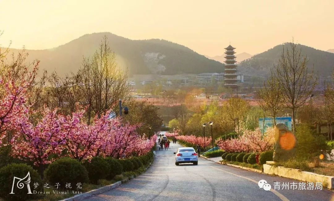 “东风洒雨露，繁花漫古城”究竟是怎样的一种美？来青州吧，答案就在这里