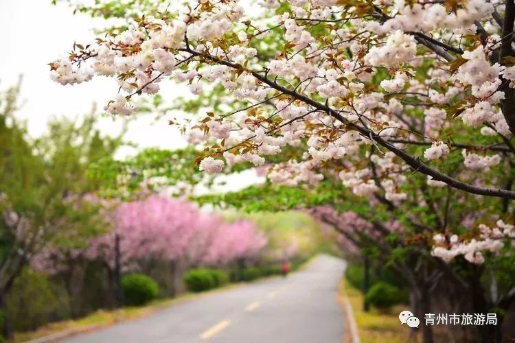 “东风洒雨露，繁花漫古城”究竟是怎样的一种美？来青州吧，答案就在这里