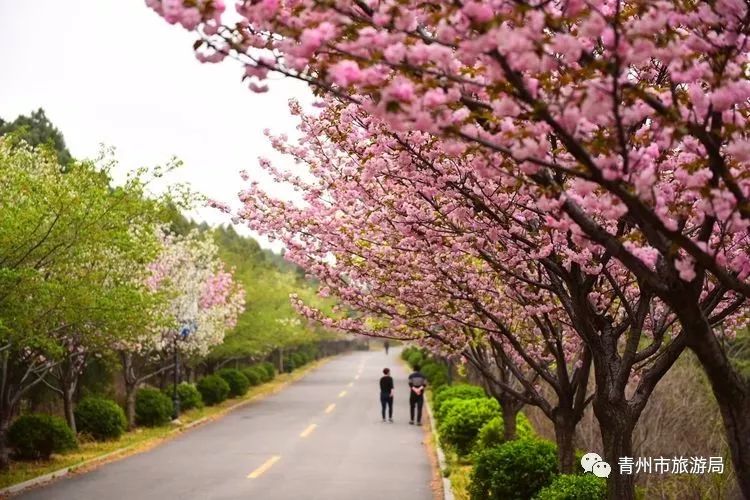 “东风洒雨露，繁花漫古城”究竟是怎样的一种美？来青州吧，答案就在这里