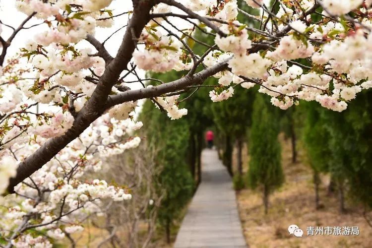 “东风洒雨露，繁花漫古城”究竟是怎样的一种美？来青州吧，答案就在这里