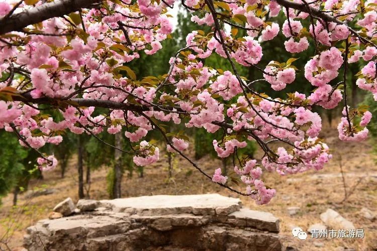 “东风洒雨露，繁花漫古城”究竟是怎样的一种美？来青州吧，答案就在这里