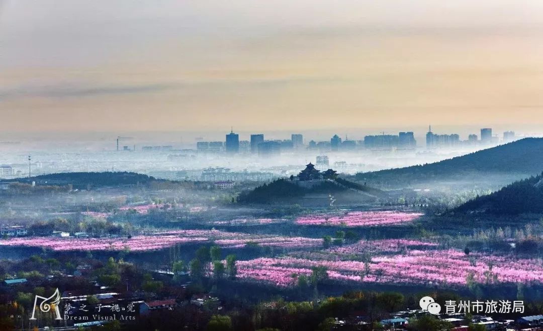 “东风洒雨露，繁花漫古城”究竟是怎样的一种美？来青州吧，答案就在这里