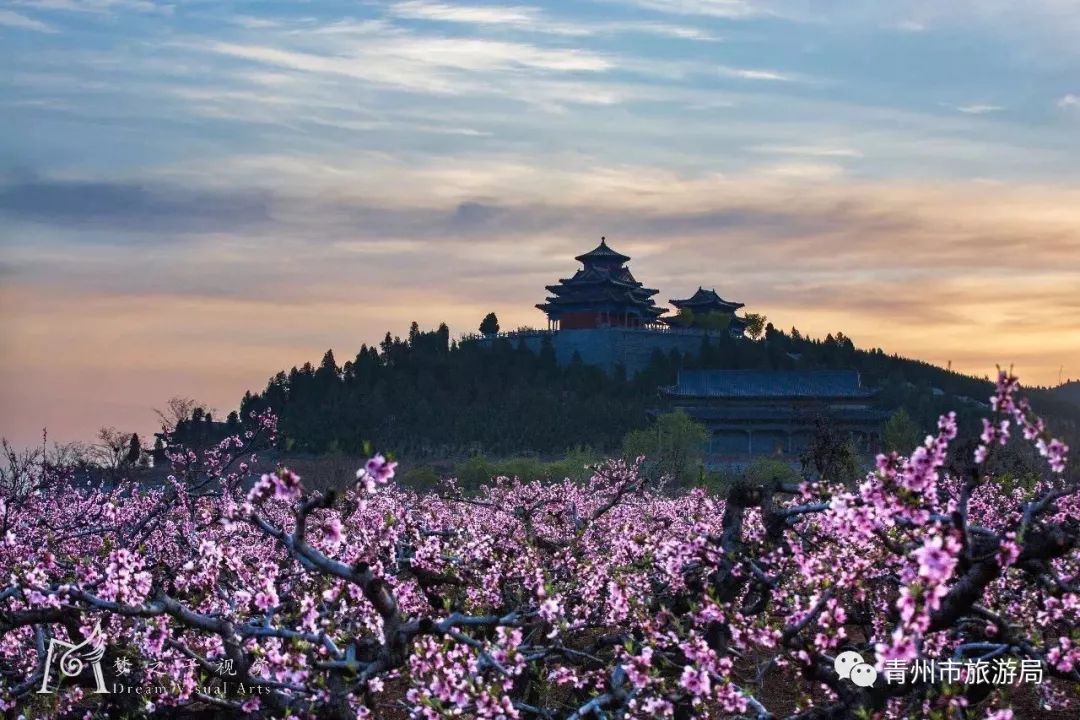 “东风洒雨露，繁花漫古城”究竟是怎样的一种美？来青州吧，答案就在这里