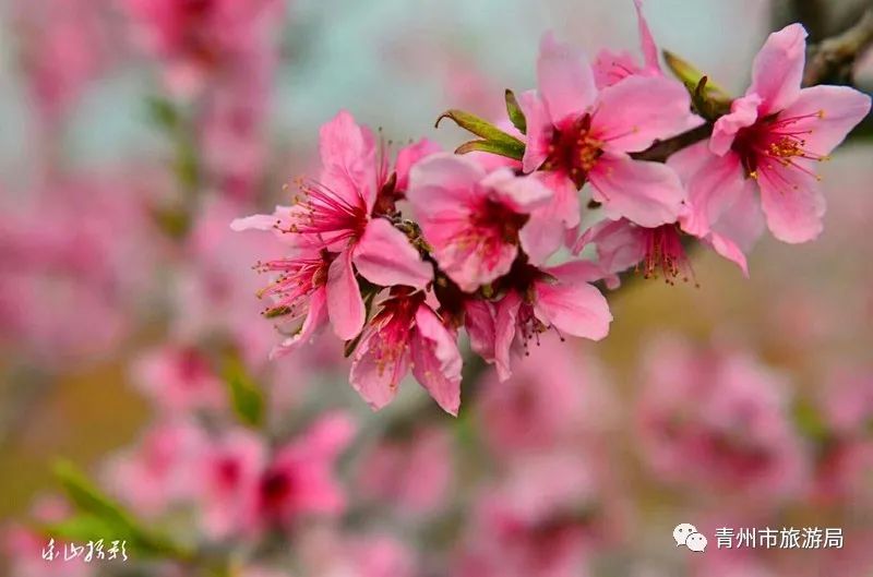 “东风洒雨露，繁花漫古城”究竟是怎样的一种美？来青州吧，答案就在这里