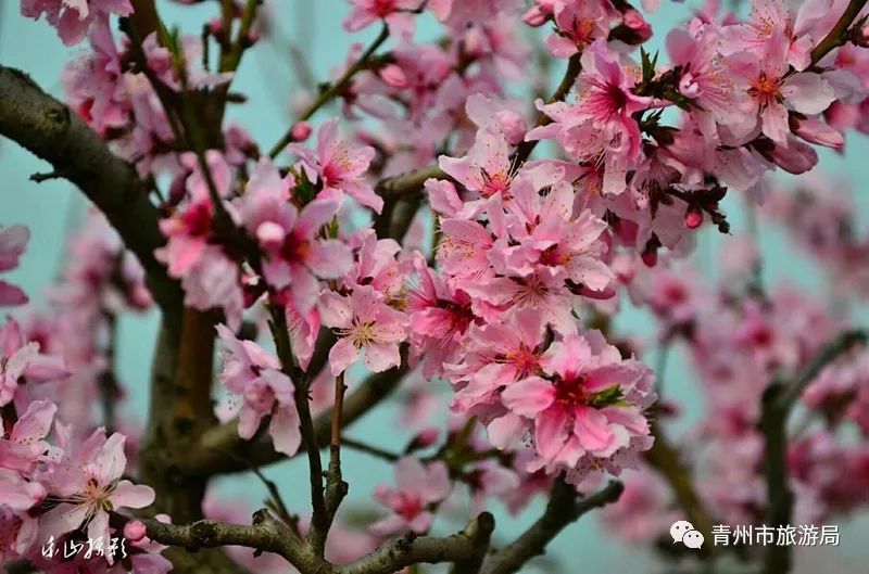 “东风洒雨露，繁花漫古城”究竟是怎样的一种美？来青州吧，答案就在这里