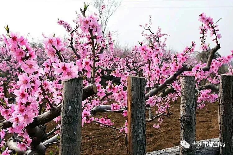 “东风洒雨露，繁花漫古城”究竟是怎样的一种美？来青州吧，答案就在这里