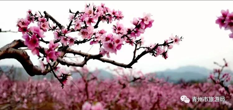 “东风洒雨露，繁花漫古城”究竟是怎样的一种美？来青州吧，答案就在这里