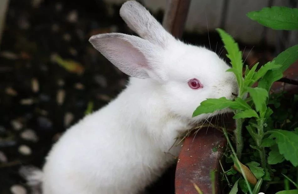 见有卖小兔的,儿子见小兔子圆圆的小红眼睛,甚是可爱,于是花60元买回4