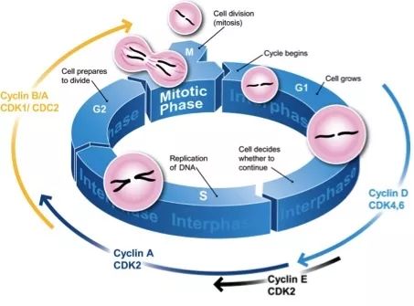 细胞生长周期（关于细胞生长你不知道的科研常识）