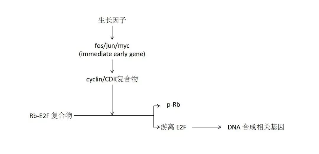 细胞生长周期（关于细胞生长你不知道的科研常识）