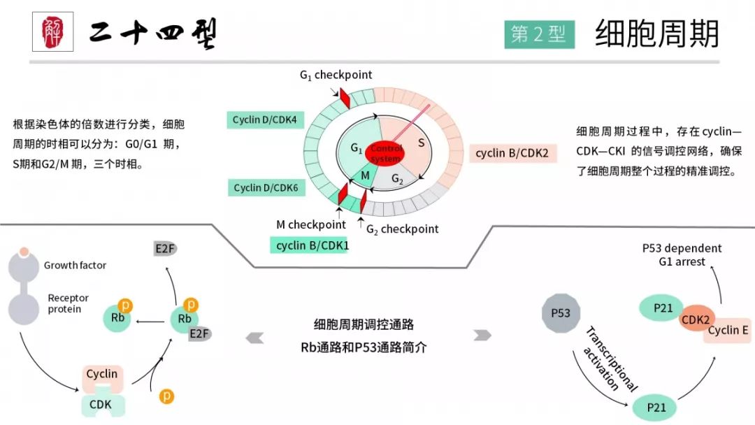 细胞生长周期（关于细胞生长你不知道的科研常识）