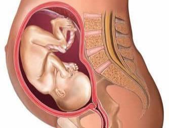 子宫位置图片图详解，从受孕到分娩，女性子宫经历了哪些变化？