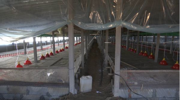 養豬大棚多少錢,建養豬大棚需要多少錢