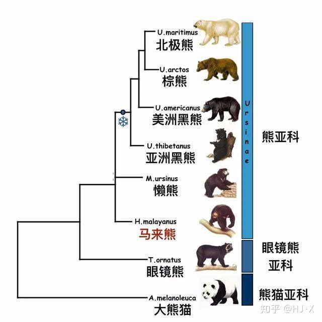 新知问答｜熊猫凭什么在“国宝”动物里排第一？