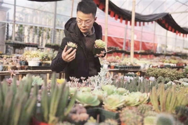 90后衢州小伙和多肉“死磕”上了