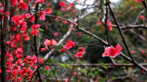 蜀中海棠甲天下 诗圣杜甫何不写