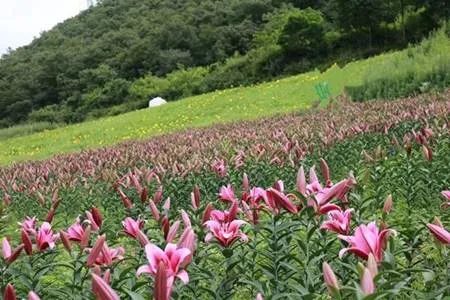 百花等你来！四川2020年第一期春季赏花地图发布