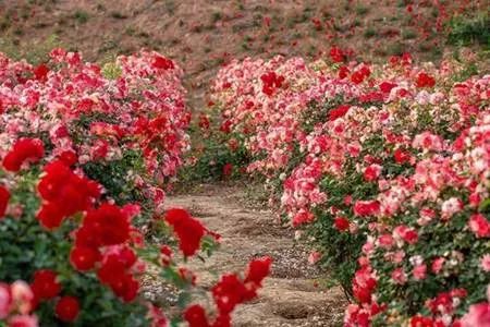 百花等你来！四川2020年第一期春季赏花地图发布