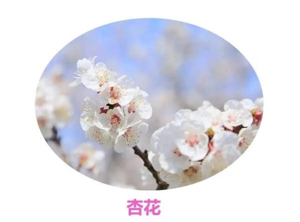 百花等你来！四川2020年第一期春季赏花地图发布
