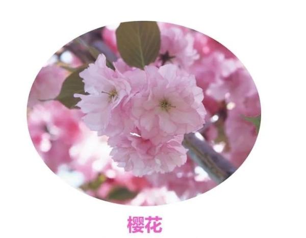 百花等你来！四川2020年第一期春季赏花地图发布