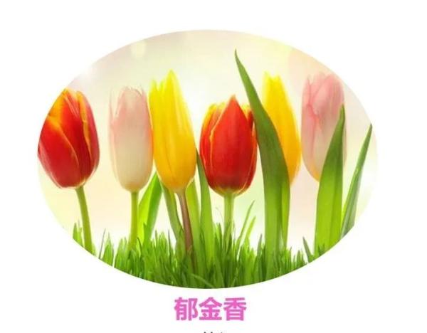 百花等你来！四川2020年第一期春季赏花地图发布