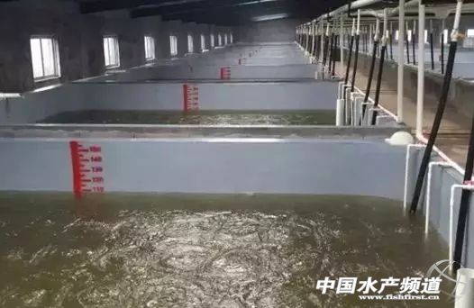 对虾是淡水还是海水（海水虾变淡水虾安全养殖很重要）