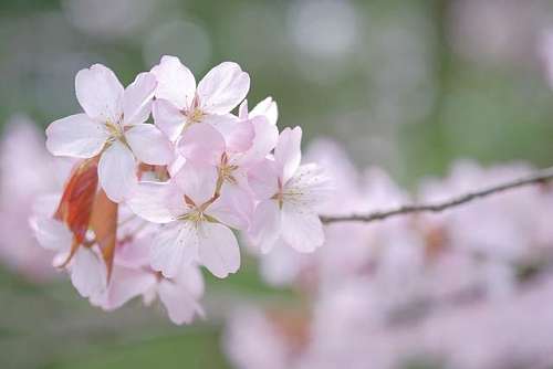 玉泉山：又是一年芳菲季，满山樱花盛开时
