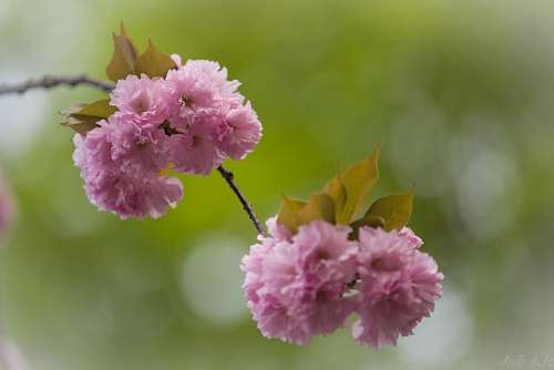玉泉山：又是一年芳菲季，满山樱花盛开时