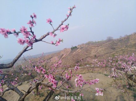 桃花在哪个季节开(三月桃花开，踏青赏春好时节)