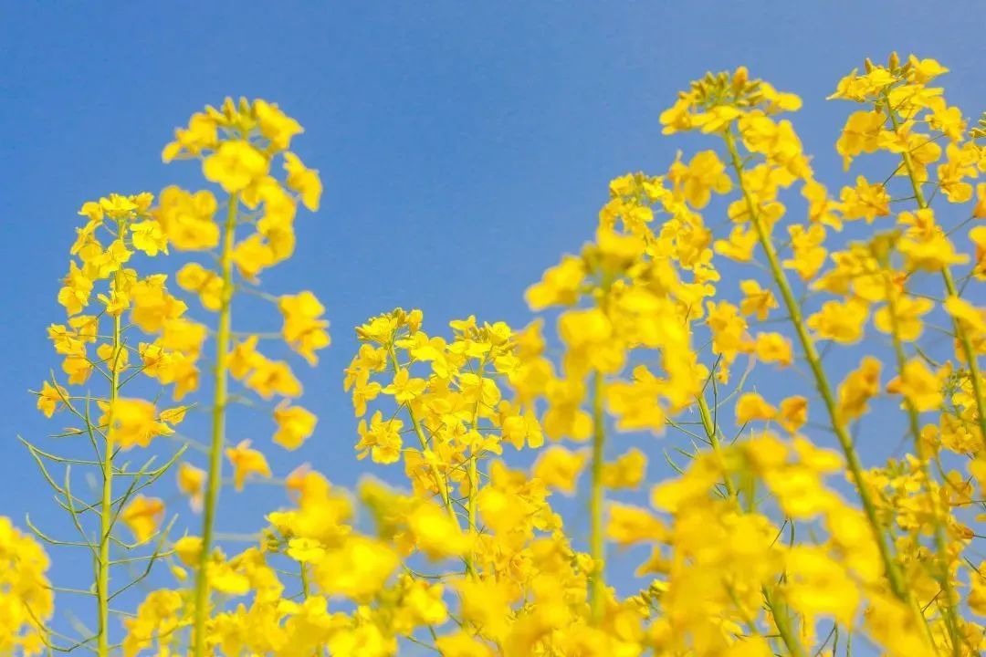 飞花令：上百句含“春”的经典诗词，赶紧为孩子收藏起来