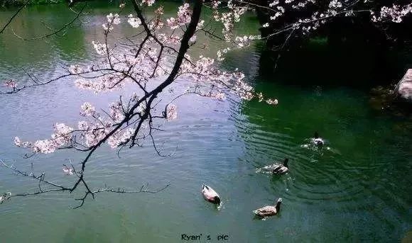 飞花令：上百句含“春”的经典诗词，赶紧为孩子收藏起来