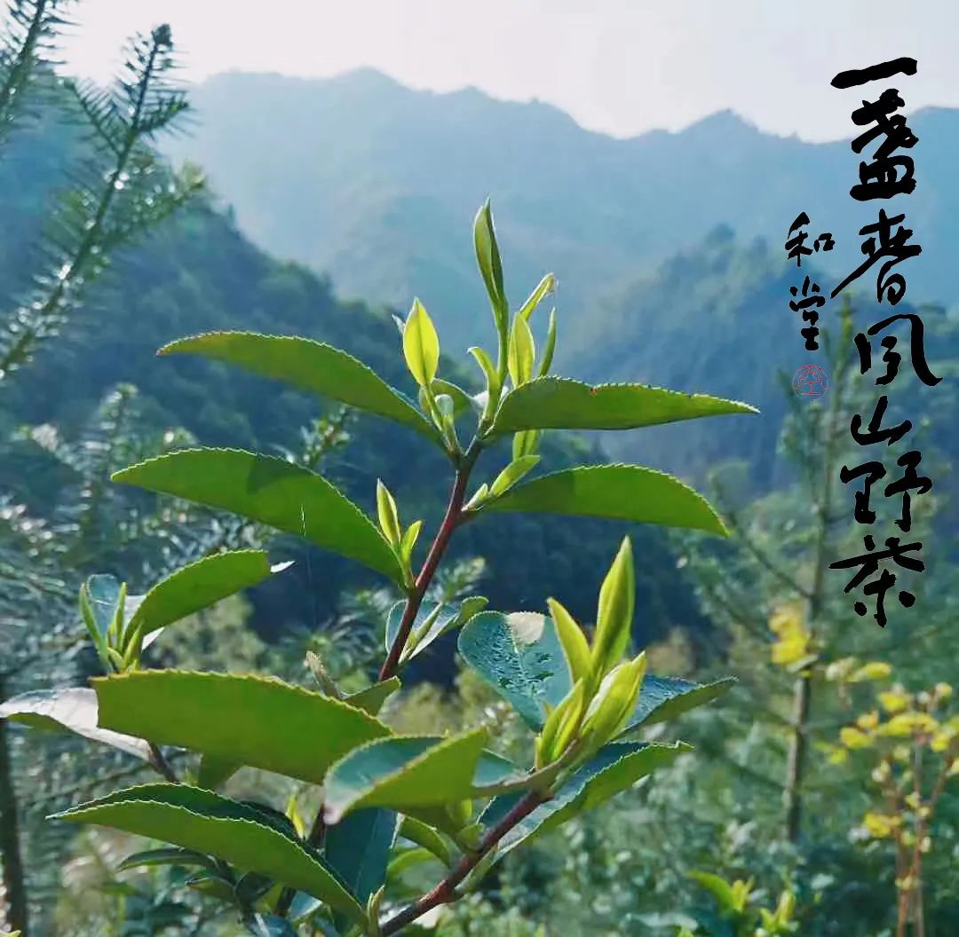 只有清明的一盏野茶，才是一盏春风