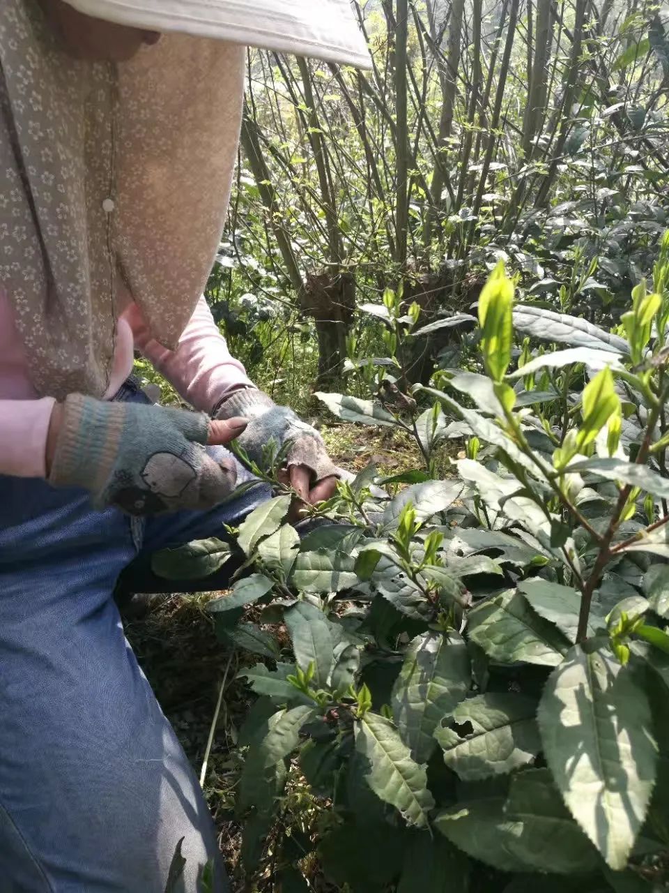 只有清明的一盏野茶，才是一盏春风