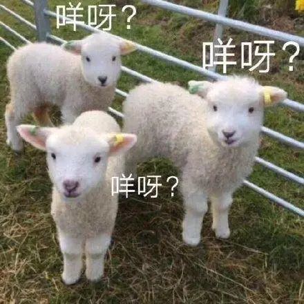 我们整理了全国的方言表情包，北京腔拽、四川话莽，最狠还是广东话…