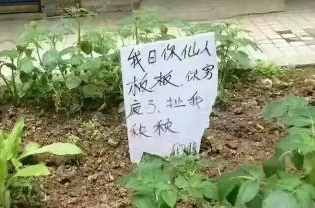我们整理了全国的方言表情包，北京腔拽、四川话莽，最狠还是广东话…