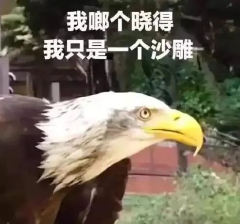 我们整理了全国的方言表情包，北京腔拽、四川话莽，最狠还是广东话…