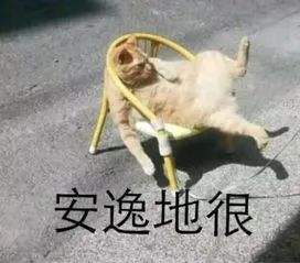 我们整理了全国的方言表情包，北京腔拽、四川话莽，最狠还是广东话…