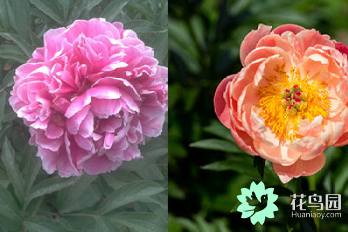 三种最旺家的花 牡丹与芍药的区别