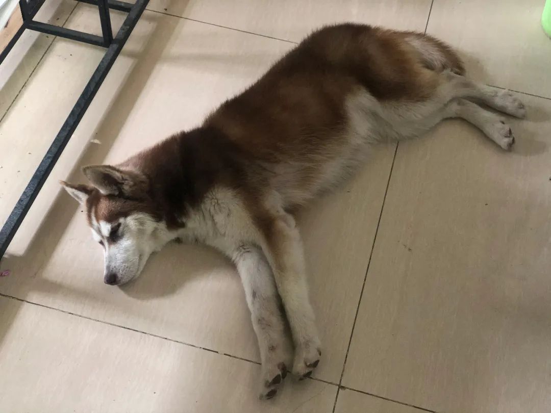 「丽江宠事」二哈寻主启示