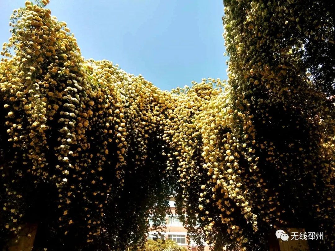 邳州这位副校长又火了！再出新作《此生无悔入华夏》