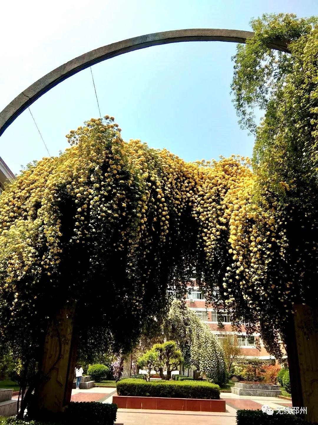 邳州这位副校长又火了！再出新作《此生无悔入华夏》