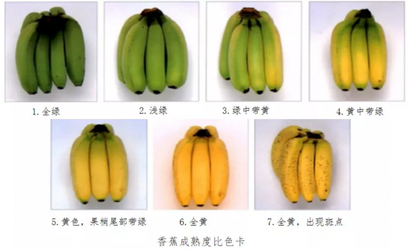 香蕉的种类（一文教你各种种类的香蕉怎么挑）