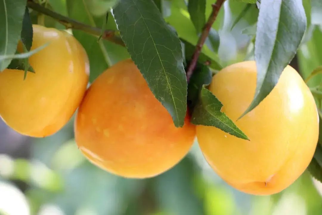 山东蒙阴黄金大油桃,滑到磨皮八级,甜得理直气壮